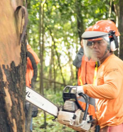 MBA EXECUTIVO EM GESTÃO AMBIENTAL E MANEJO FLORESTAL