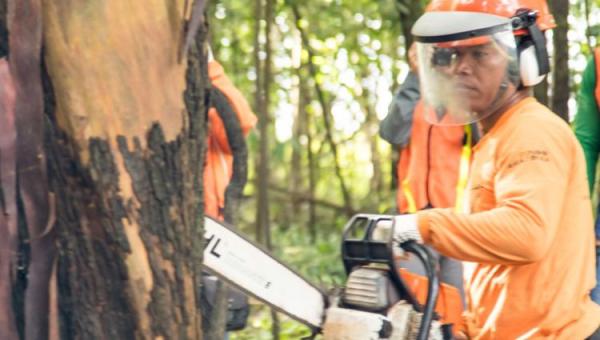 MBA EXECUTIVO EM GESTÃO AMBIENTAL E MANEJO FLORESTAL