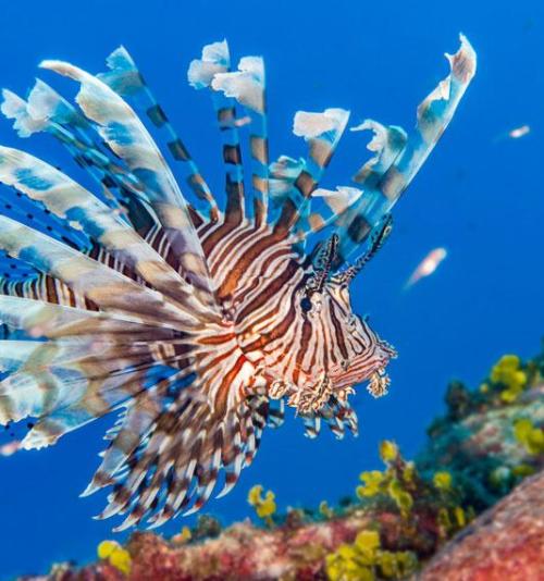 MANEJO E CONTROLE DE ESPÉCIES BIOINVASORAS