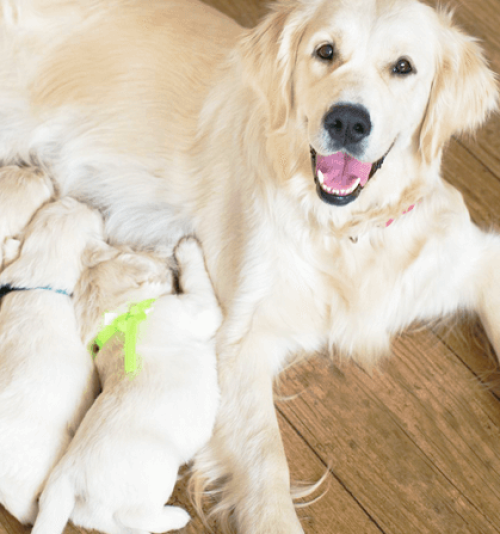 ESTUDOS EM OBSTETRÍCIA VETERINÁRIA