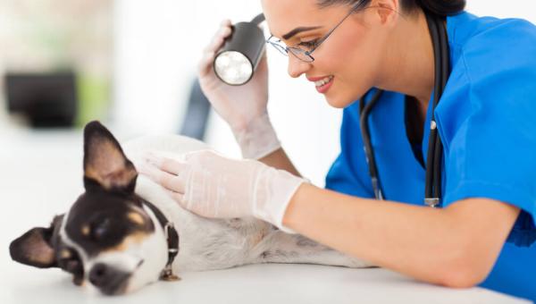 DERMATOLOGIA EM CÃES E GATOS