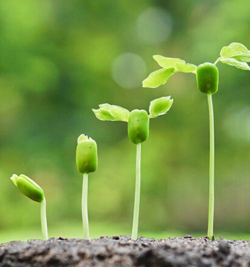 FERTILIDADE, MANEJO DE SOLOS E NUTRIÇÃO DE PLANTAS