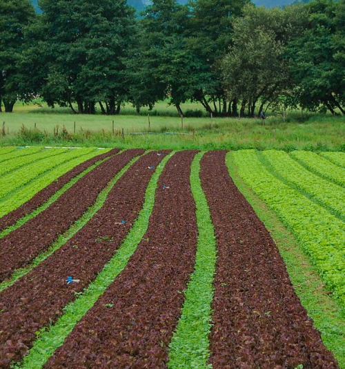 AGRICULTURA E AGRONEGÓCIO