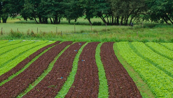 AGRICULTURA E AGRONEGÓCIO