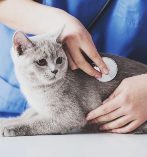 ESTUDOS EM TERAPÊUTICA VETERINÁRIA