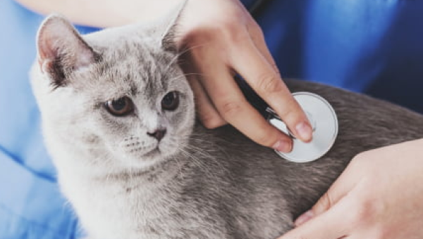 ESTUDOS EM TERAPÊUTICA VETERINÁRIA