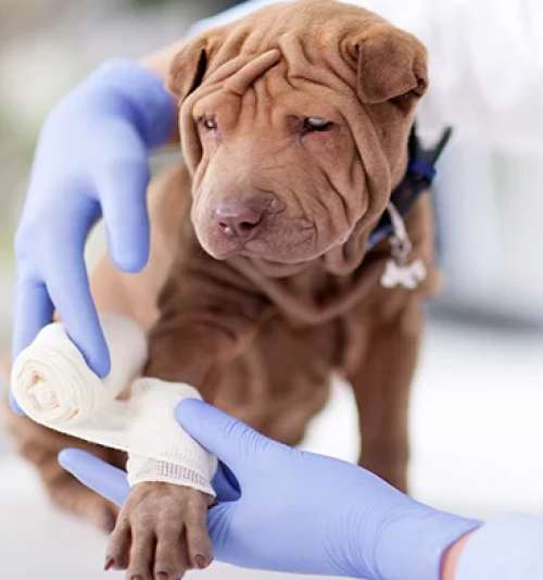 ESTUDOS EM HEMATOLOGIA E BIOQUÍMICA VETERINÁRIA