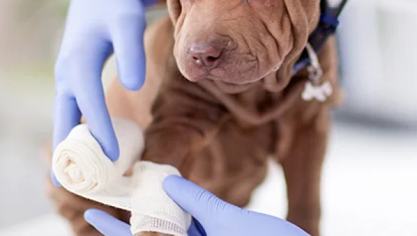 ESTUDOS EM HEMATOLOGIA E BIOQUÍMICA VETERINÁRIA