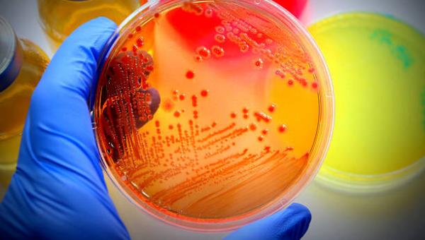 MICROBIOLOGIA BÁSICA E CLÍNICA