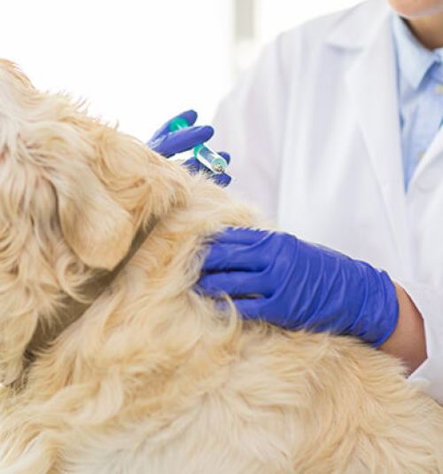 ESTUDOS EM ANESTESIOLOGIA E ANALGESIA VETERINÁRIA