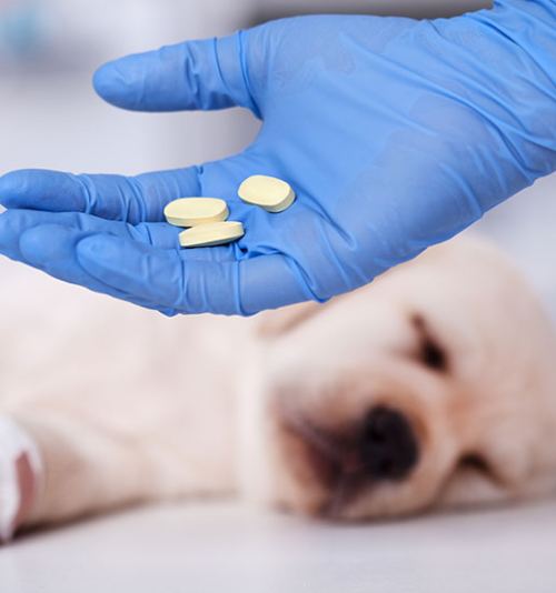 ESTUDOS EM FARMACOLOGIA VETERINÁRIA